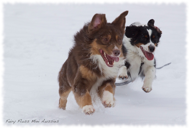 Mini                      Aussies