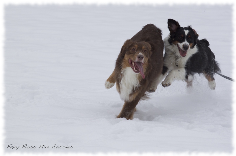 Mini                       Aussies