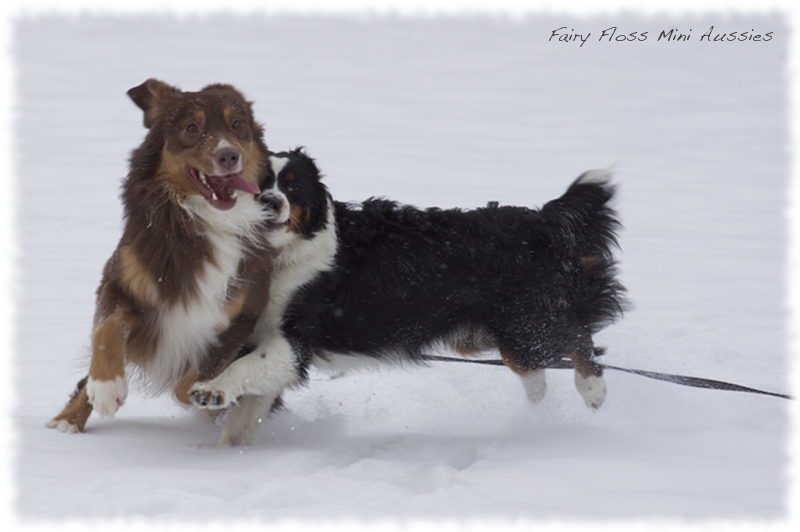 Mini                       Aussies