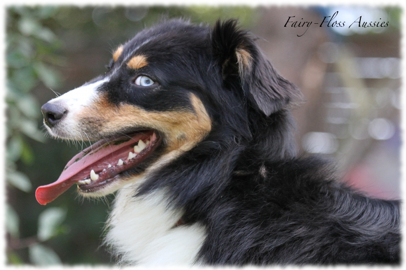 Black Tri Mini Aussie mit blauen Augen