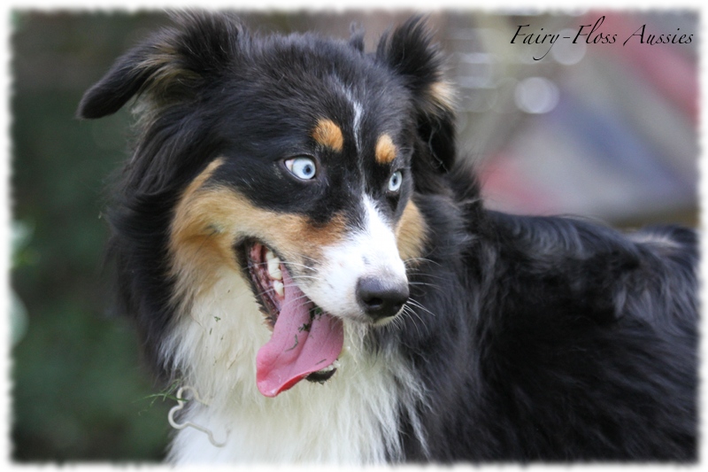 Black Tri Mini Aussie mit blauen Augen