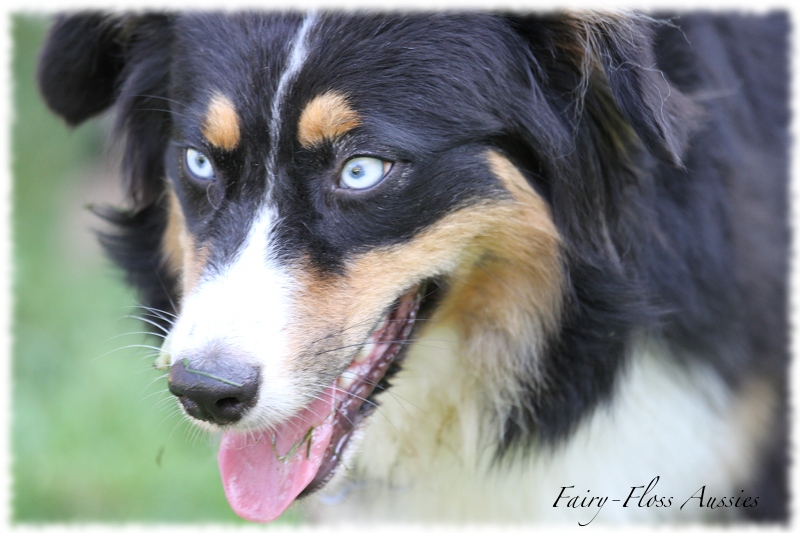 Black Tri Mini Aussie mit blauen Augen