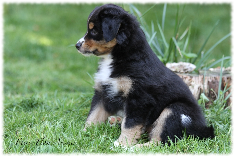 Mini Aussie Welpen - Mini Aussie Züchter - Gesunde Mini Aussies