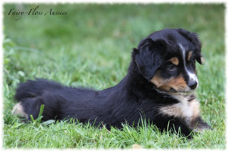 Mini Aussie Welpen - Mini Aussie Züchter - Gesunde Mini Aussies