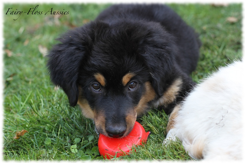 Mini Aussie Welpen - Mini Aussie Züchter - Gesunde Mini Aussies