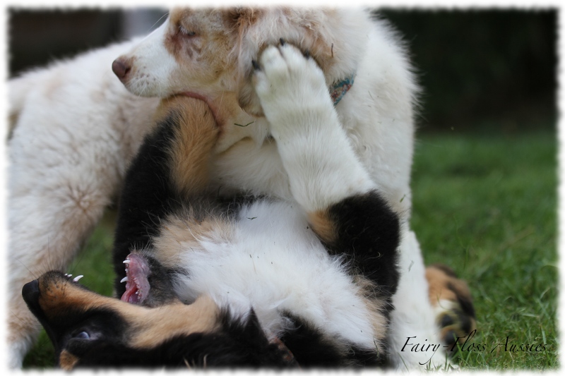 Mini Aussie Welpen - Mini Aussie Züchter - Gesunde Mini Aussies