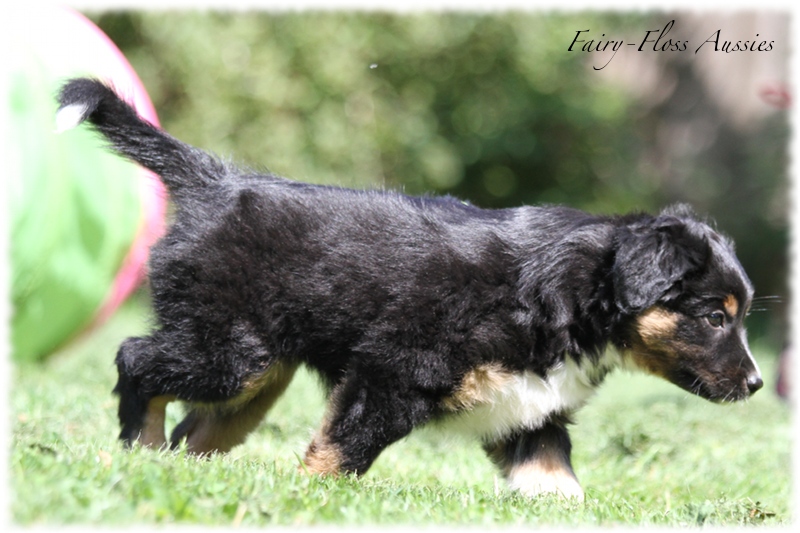 Mini Aussie Welpen - Mini Aussie Züchter - Gesunde Mini Aussies