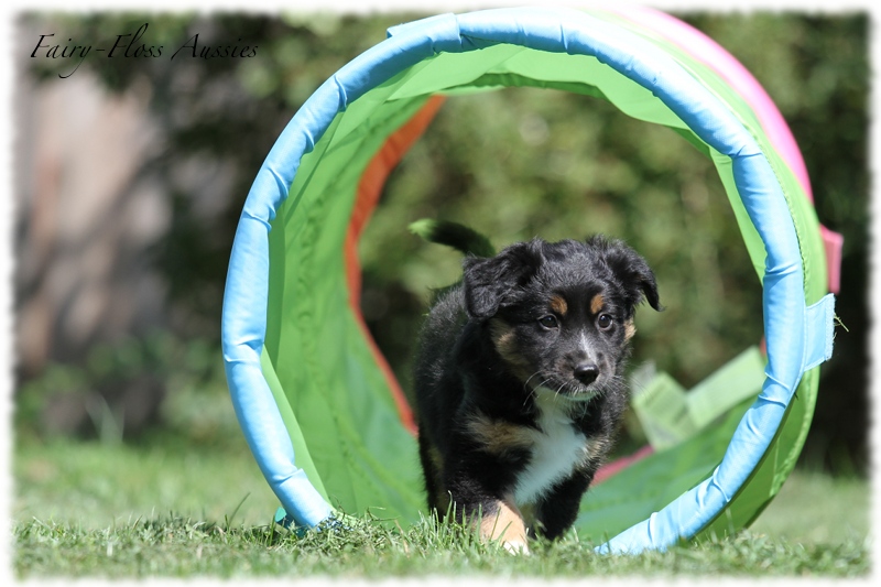 Mini Aussie Welpen - Mini Aussie Züchter - Gesunde Mini Aussies