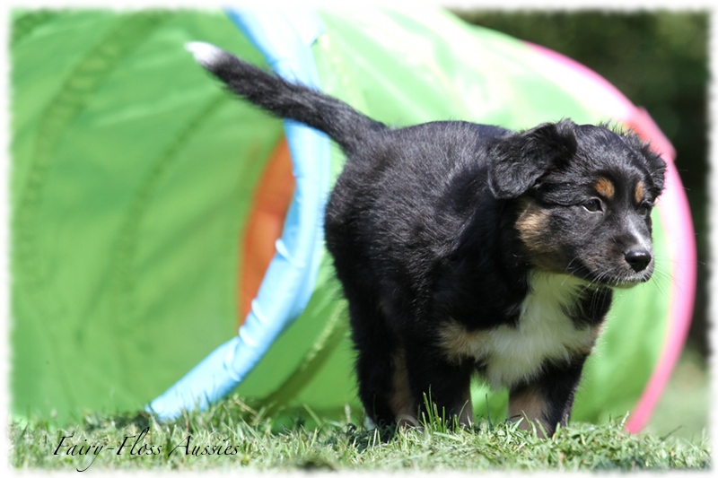 Mini Aussie Welpen - Mini Aussie Züchter - Gesunde Mini Aussies