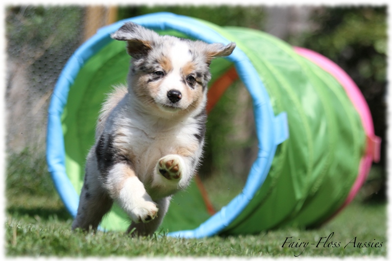 Mini Aussie Welpen - Mini Aussie Züchter - Gesunde Mini Aussies