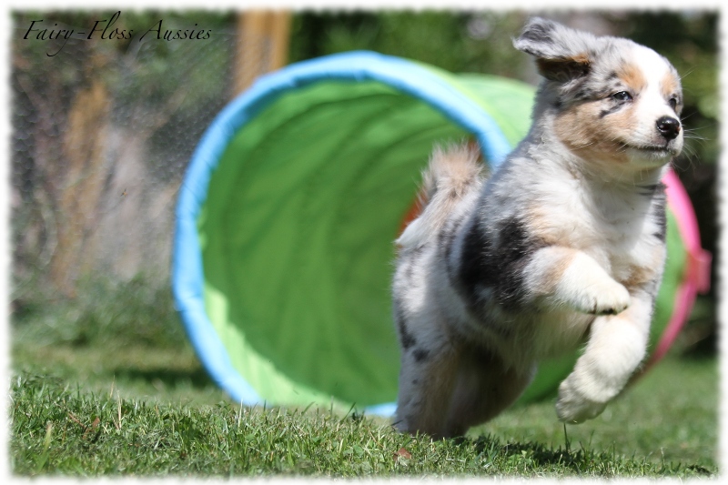 Mini Aussie Welpen - Mini Aussie Züchter - Gesunde Mini Aussies