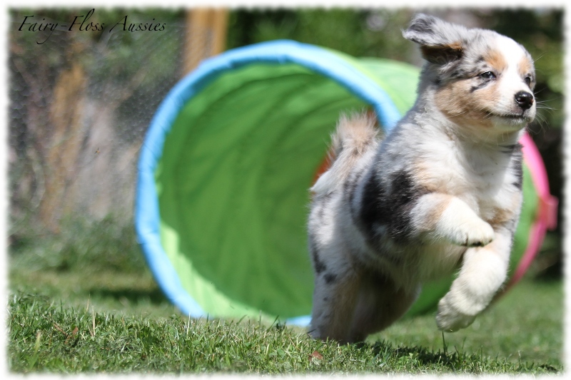 Mini Aussie Welpen - Mini Aussie Züchter - Gesunde Mini Aussies