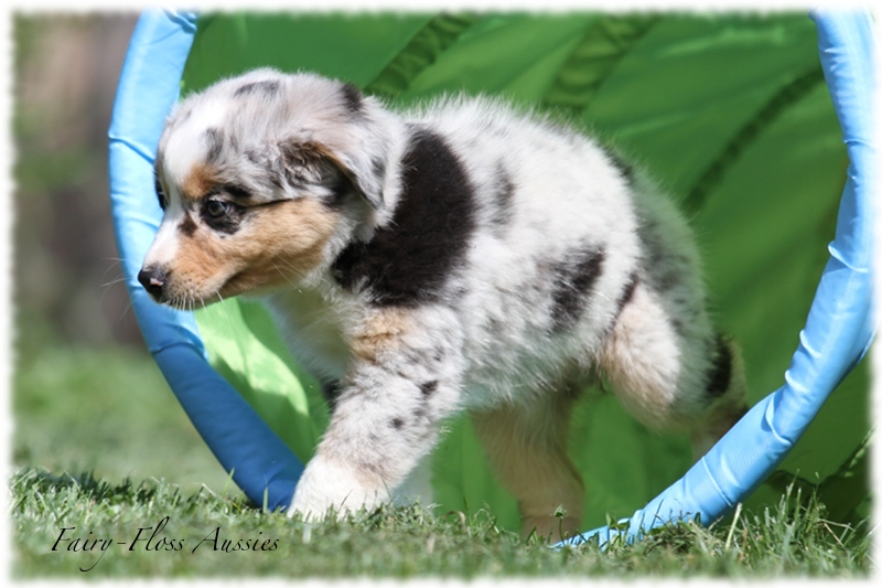 Mini Aussie Welpen - Mini Aussie Züchter - Gesunde Mini Aussies