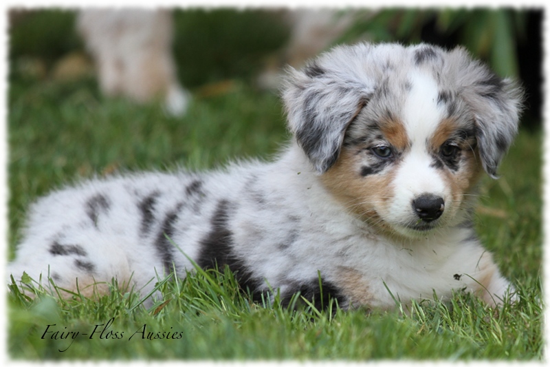 Mini Aussie Welpen - Mini Aussie Züchter - Gesunde Mini Aussies