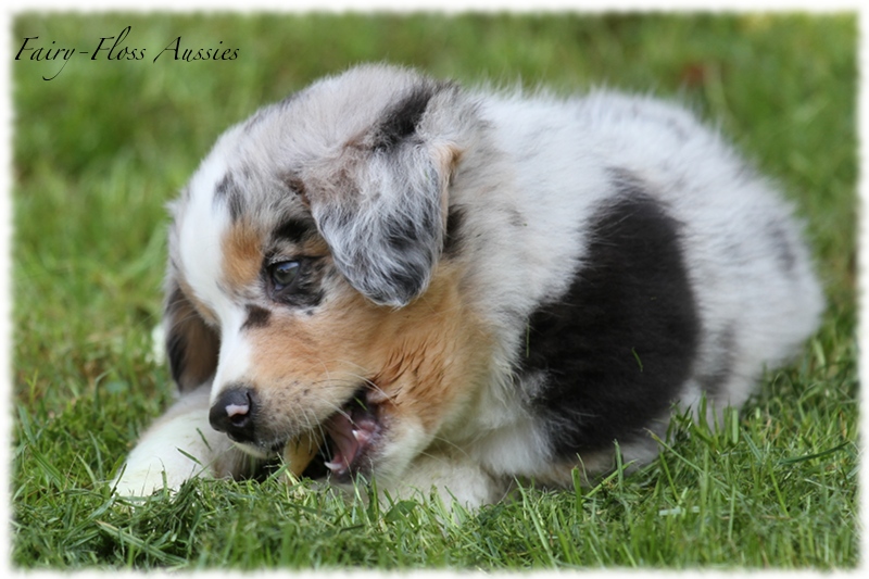 Mini Aussie Welpen - Mini Aussie Züchter - Gesunde Mini Aussies