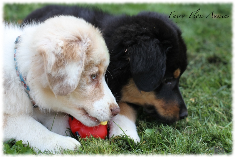 Mini Aussie Welpen - Mini Aussie Züchter - Gesunde Mini Aussies