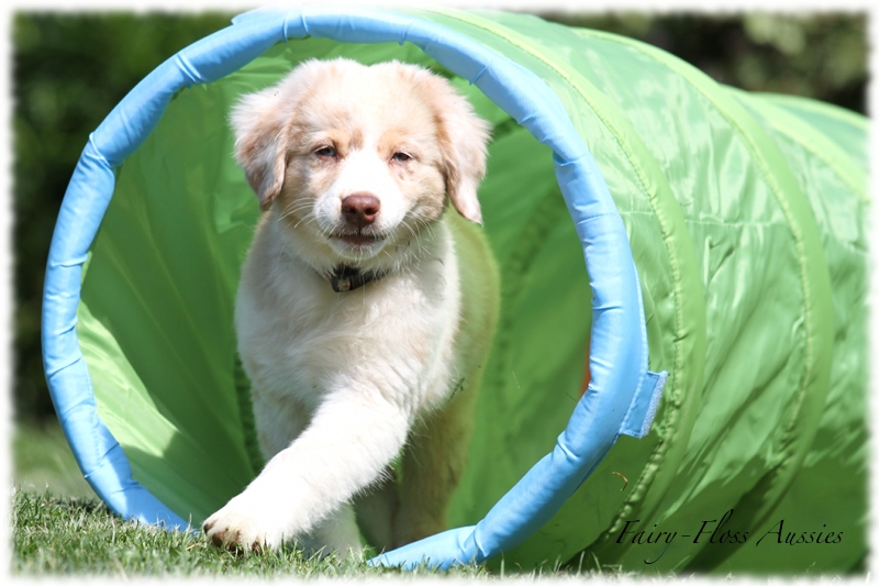 Mini Aussie Welpen - Mini Aussie Züchter - Gesunde Mini Aussies