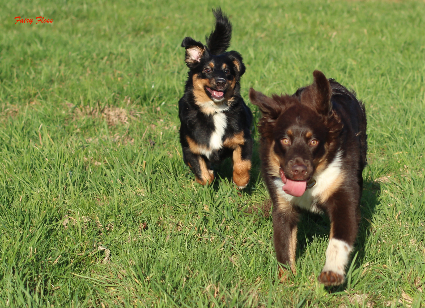 Mini Aussie Welpen