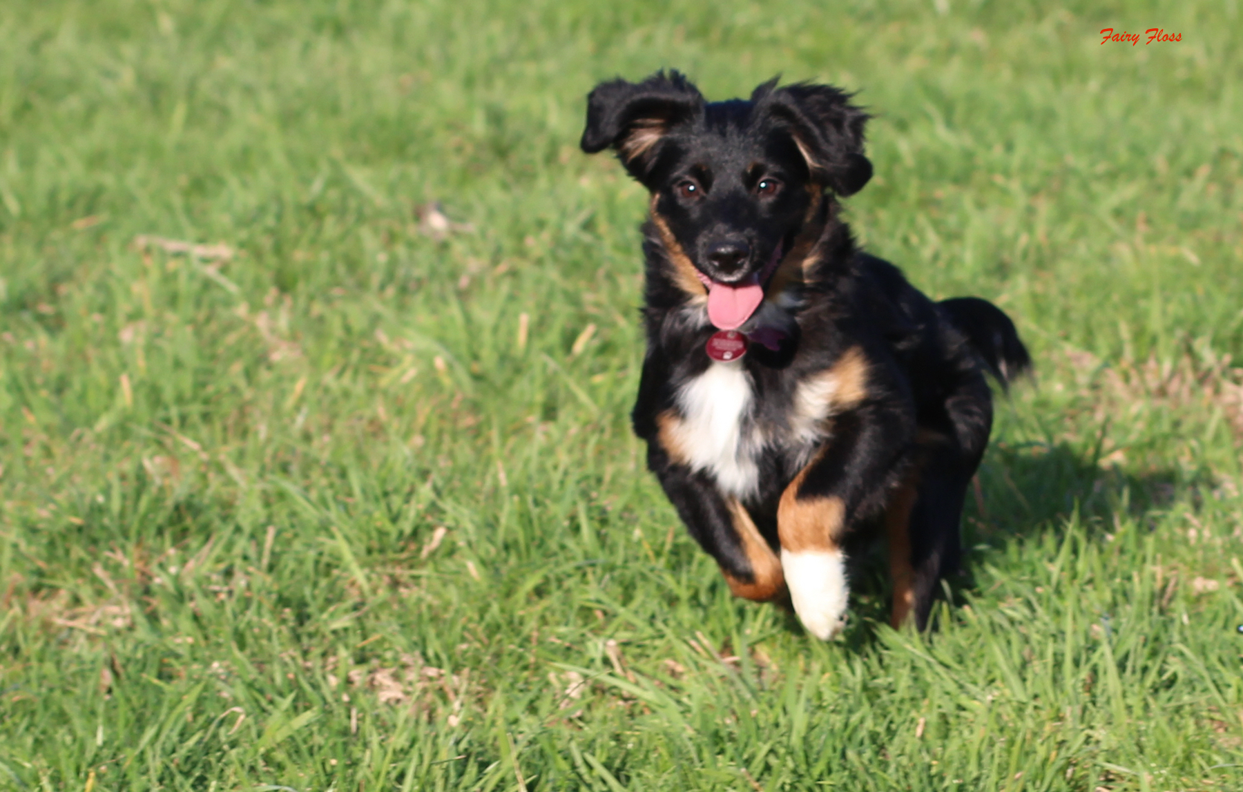 Mini Aussie Welpen