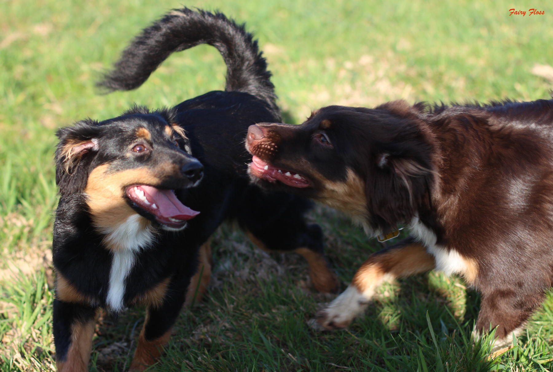 Mini Aussie Welpen