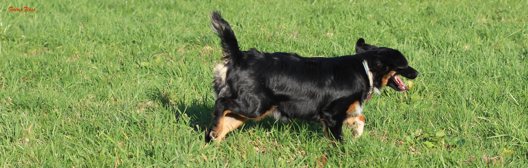 Mini Aussie Welpen