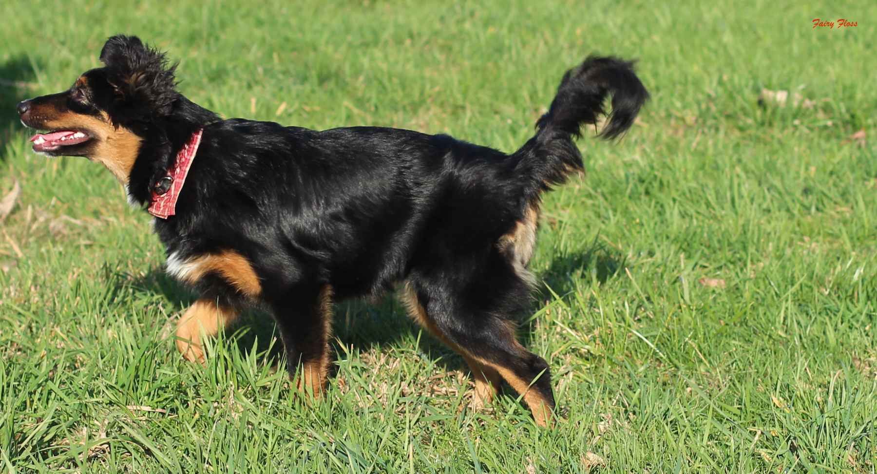 Mini Aussie Welpen