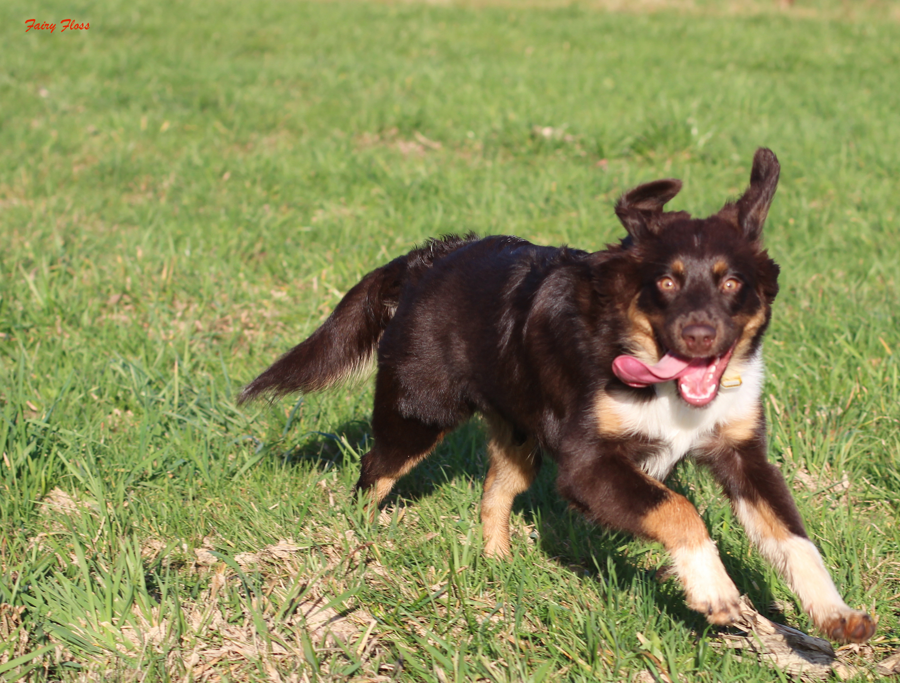 Mini Aussie Welpen