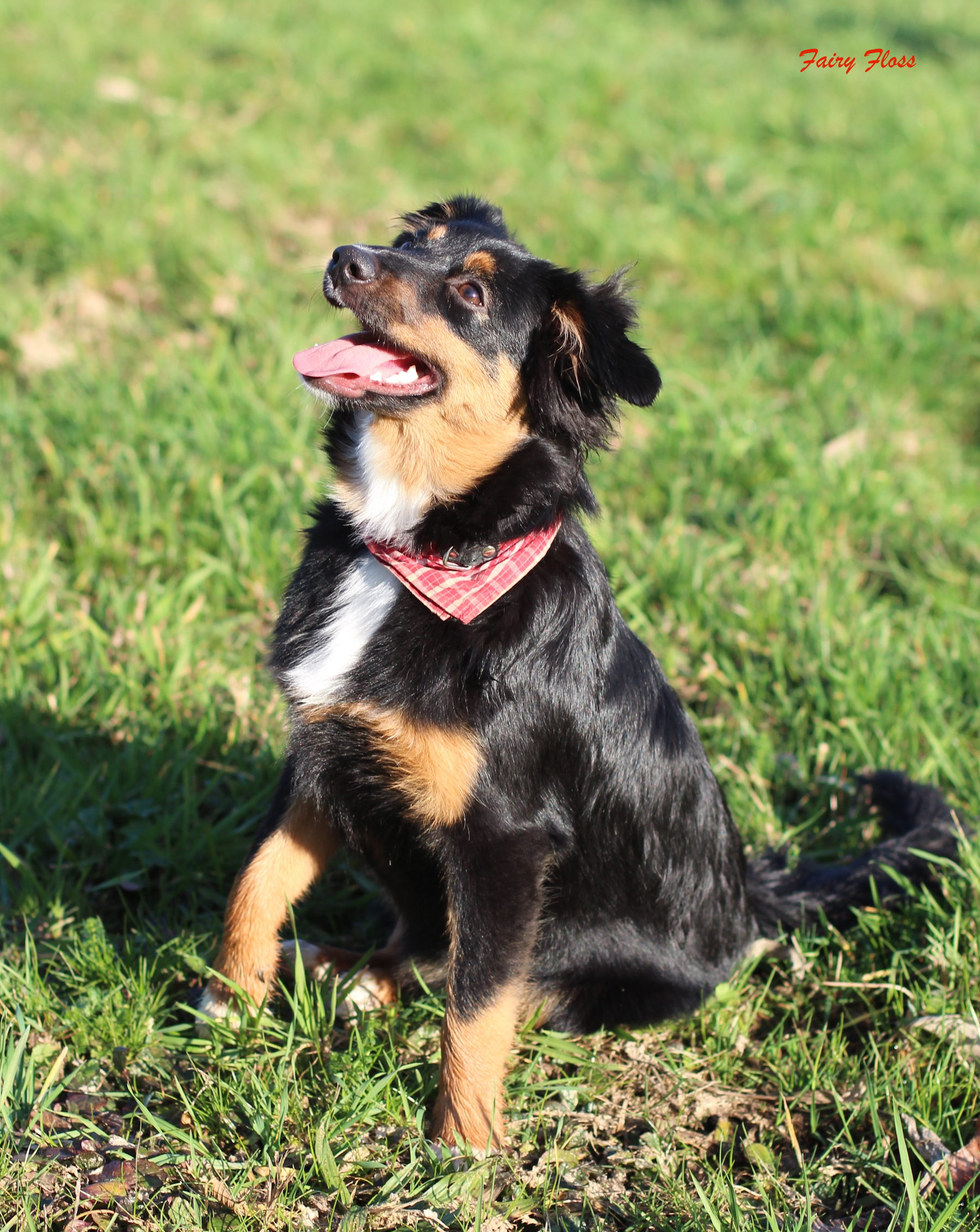 Mini Aussie Welpen