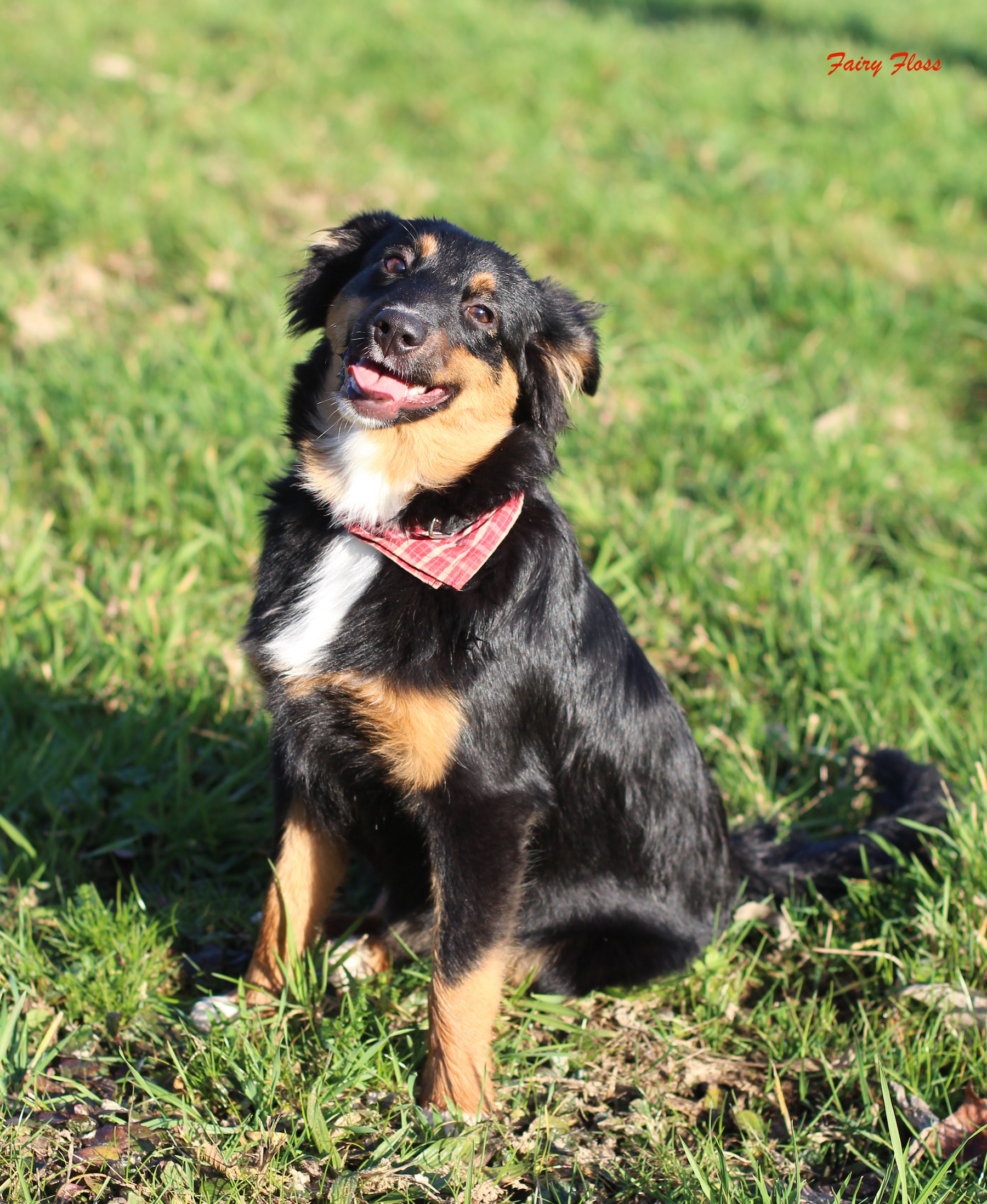 Mini Aussie Welpen