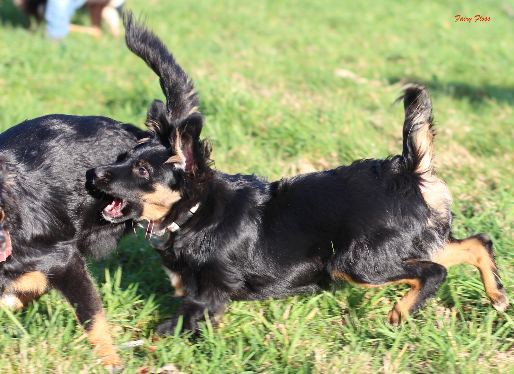 Mini Aussie Welpen