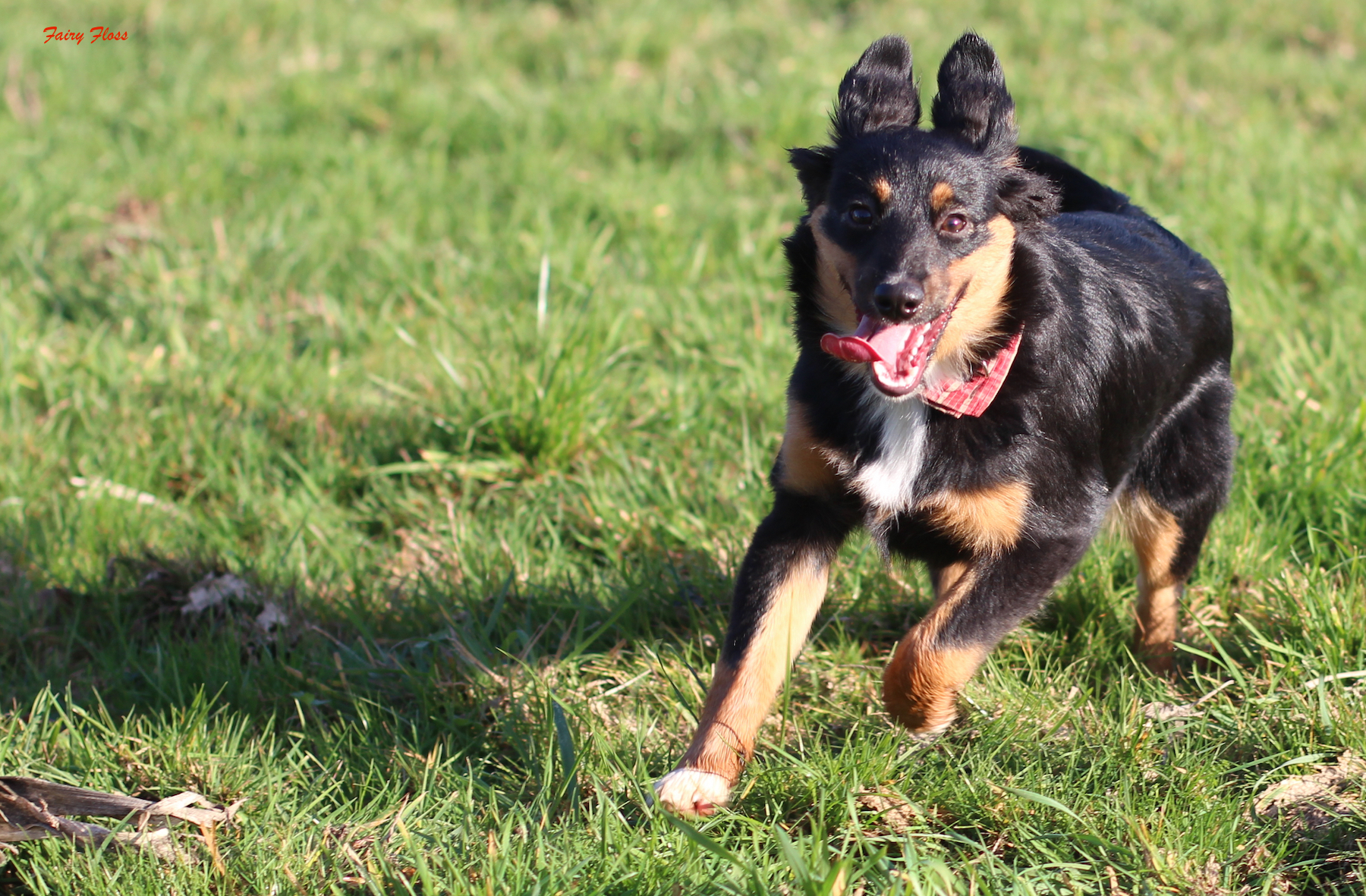 Mini Aussie Welpen