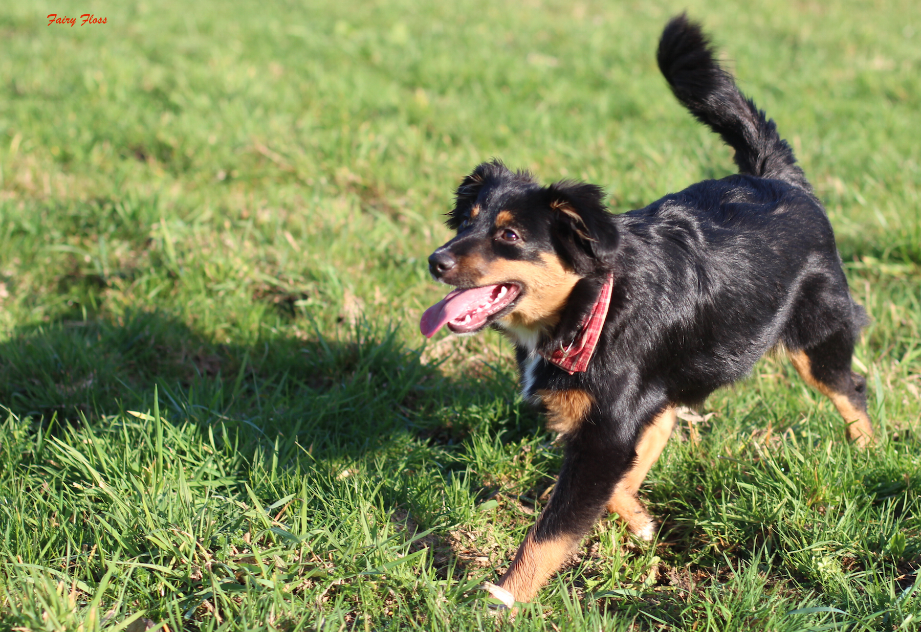 Mini Aussie Welpen