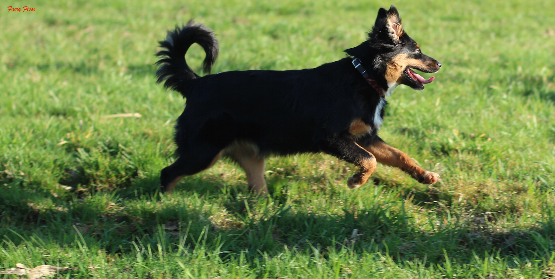 Mini Aussie Welpen