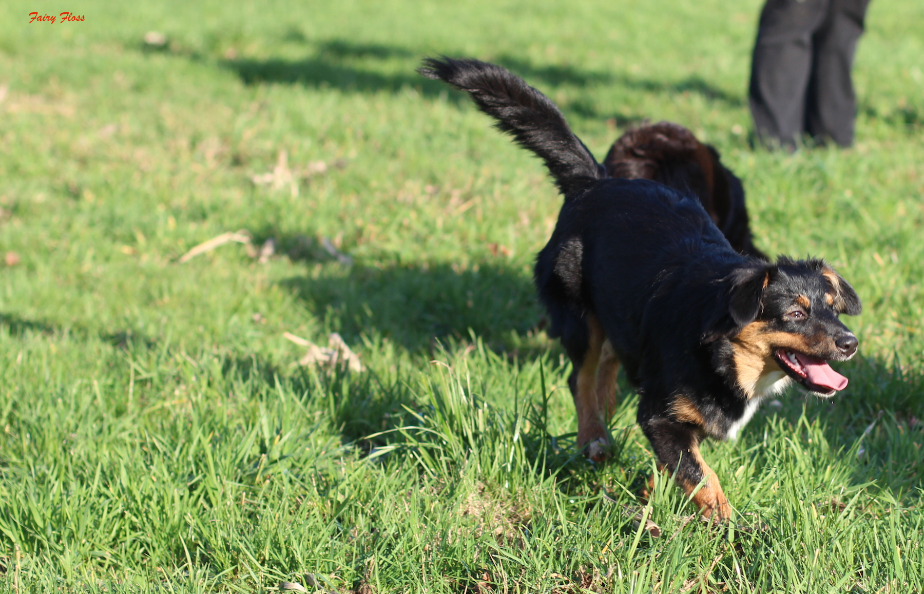 Mini Aussie Welpen