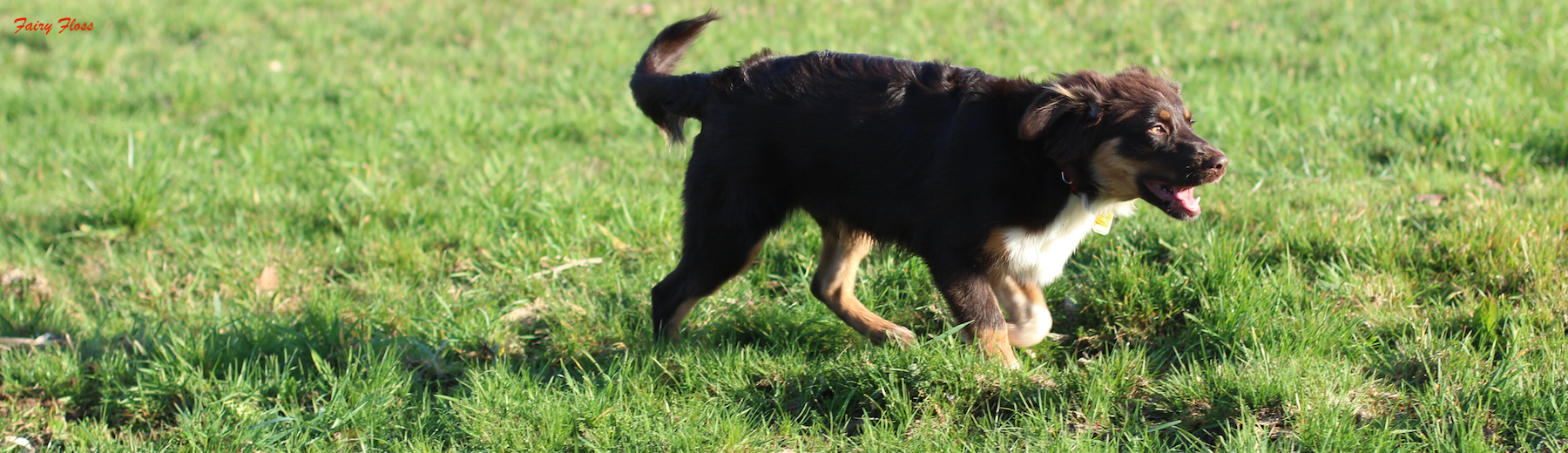 Mini Aussie Welpen