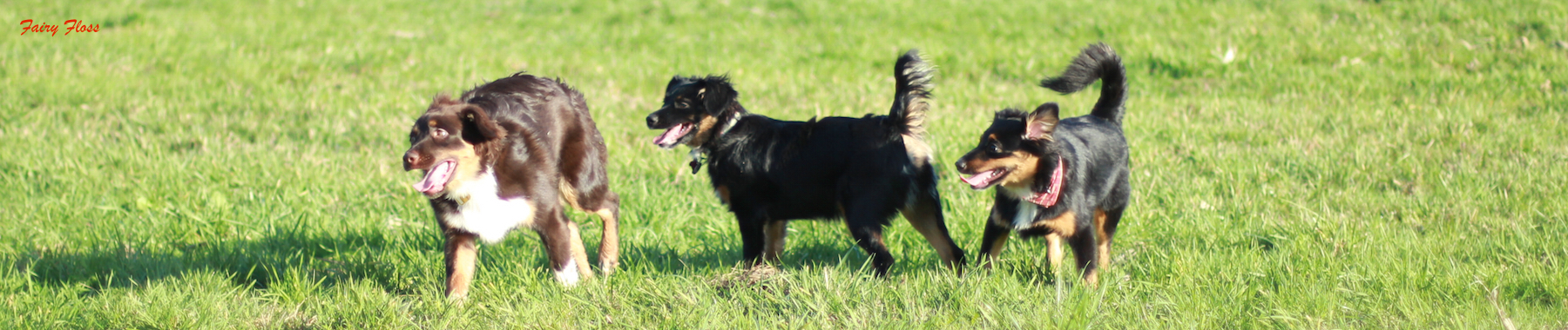 Mini Aussie Welpen