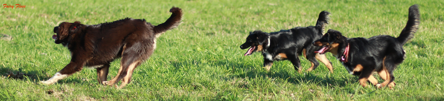 Mini Aussie Welpen