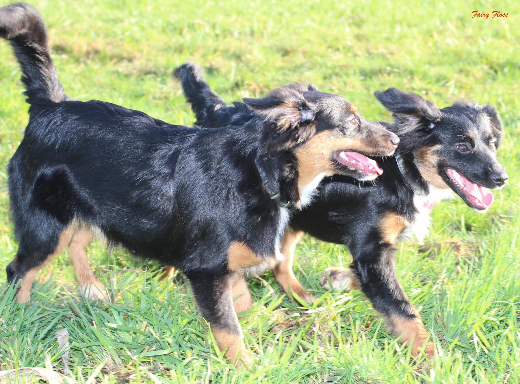 Mini Aussie Welpen