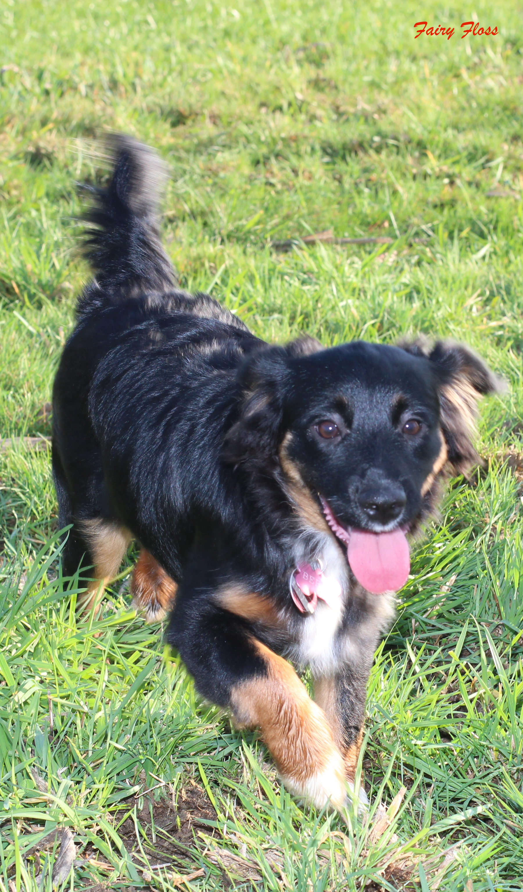 Mini Aussie Welpen