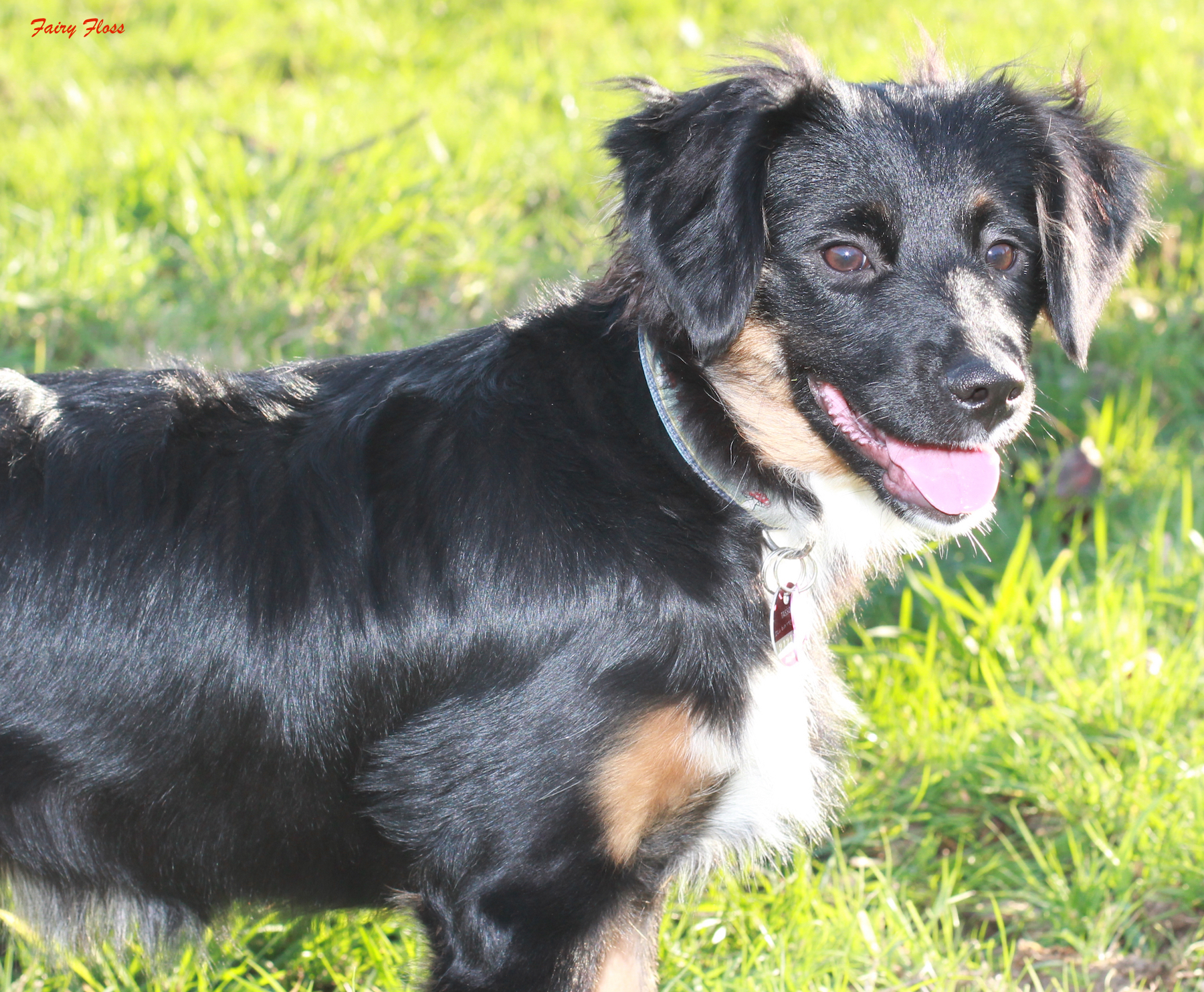 Mini Aussie Welpen