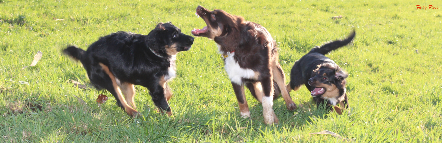 Mini Aussie Welpen