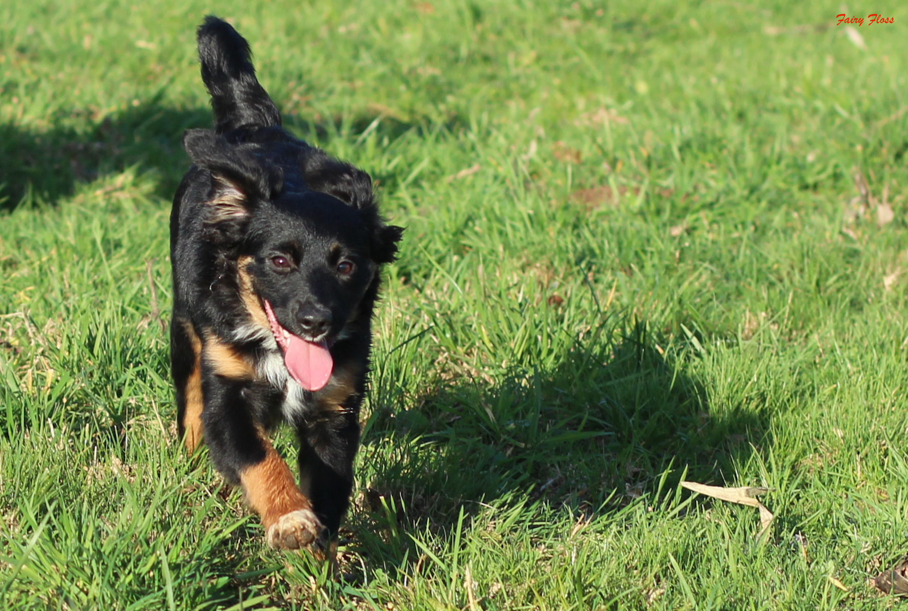 Mini Aussie Welpen - Miniature Australian Shepherd Züchter Fairy Floss Troubles and Bubbles Welpen beim Spielen