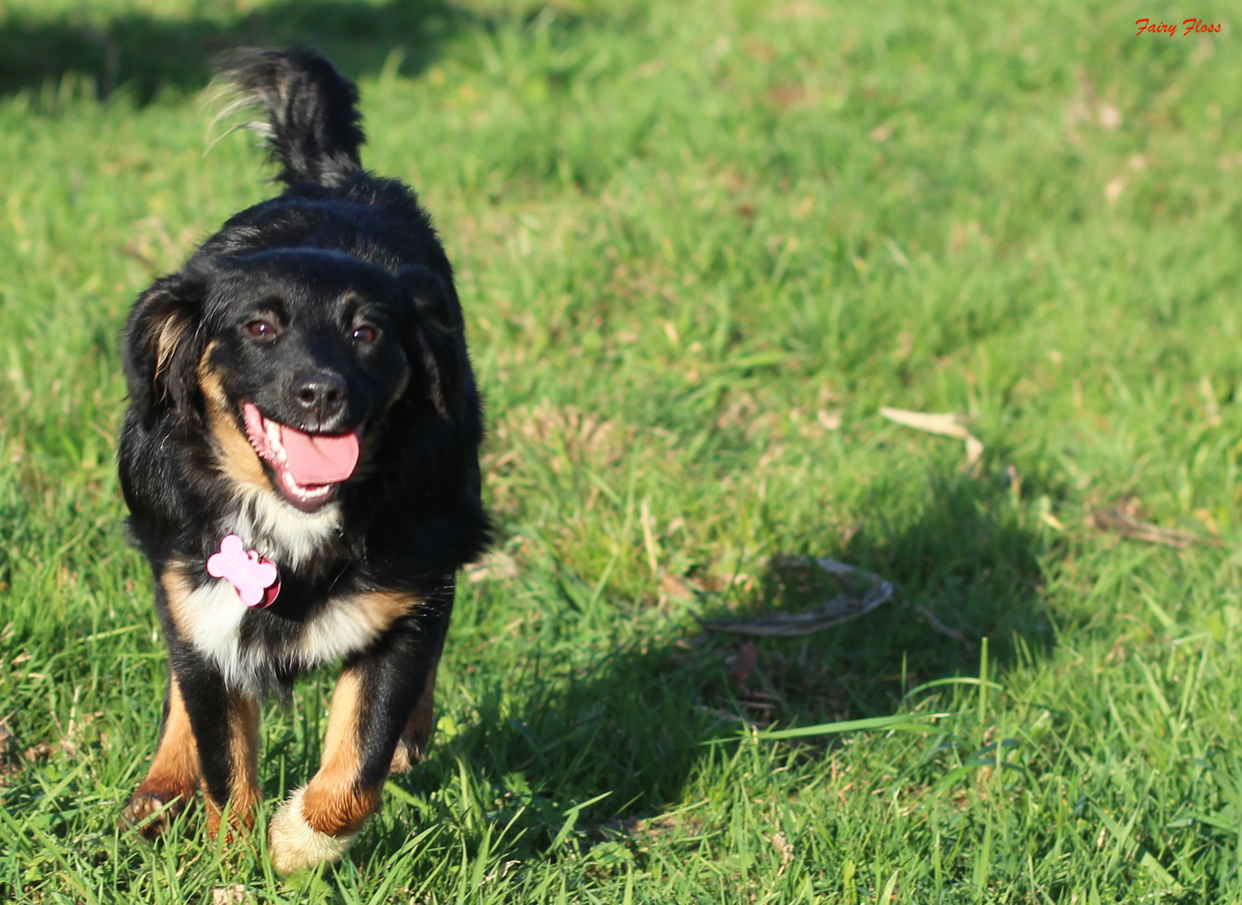 Mini Aussie Welpen