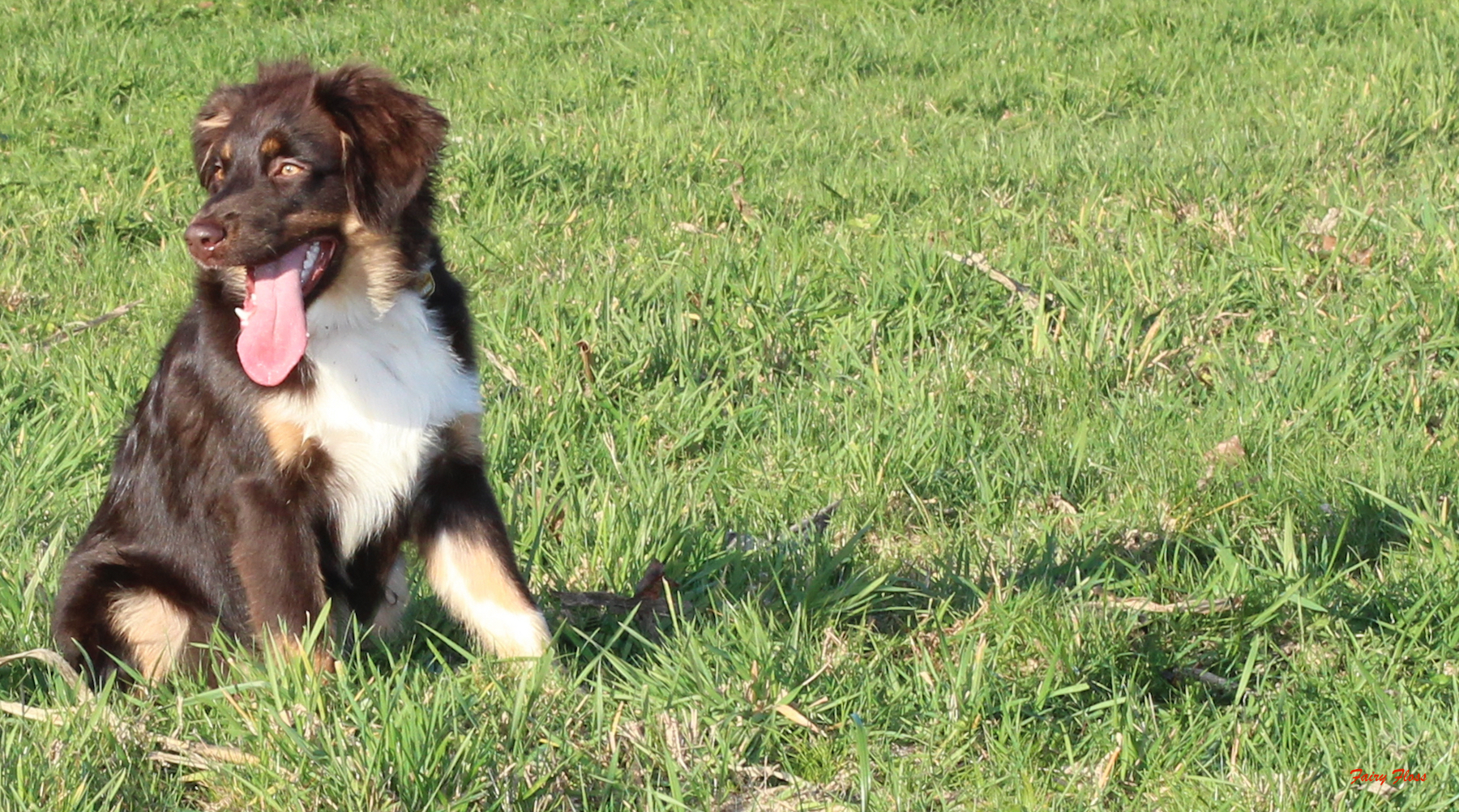 Mini Aussie Welpen