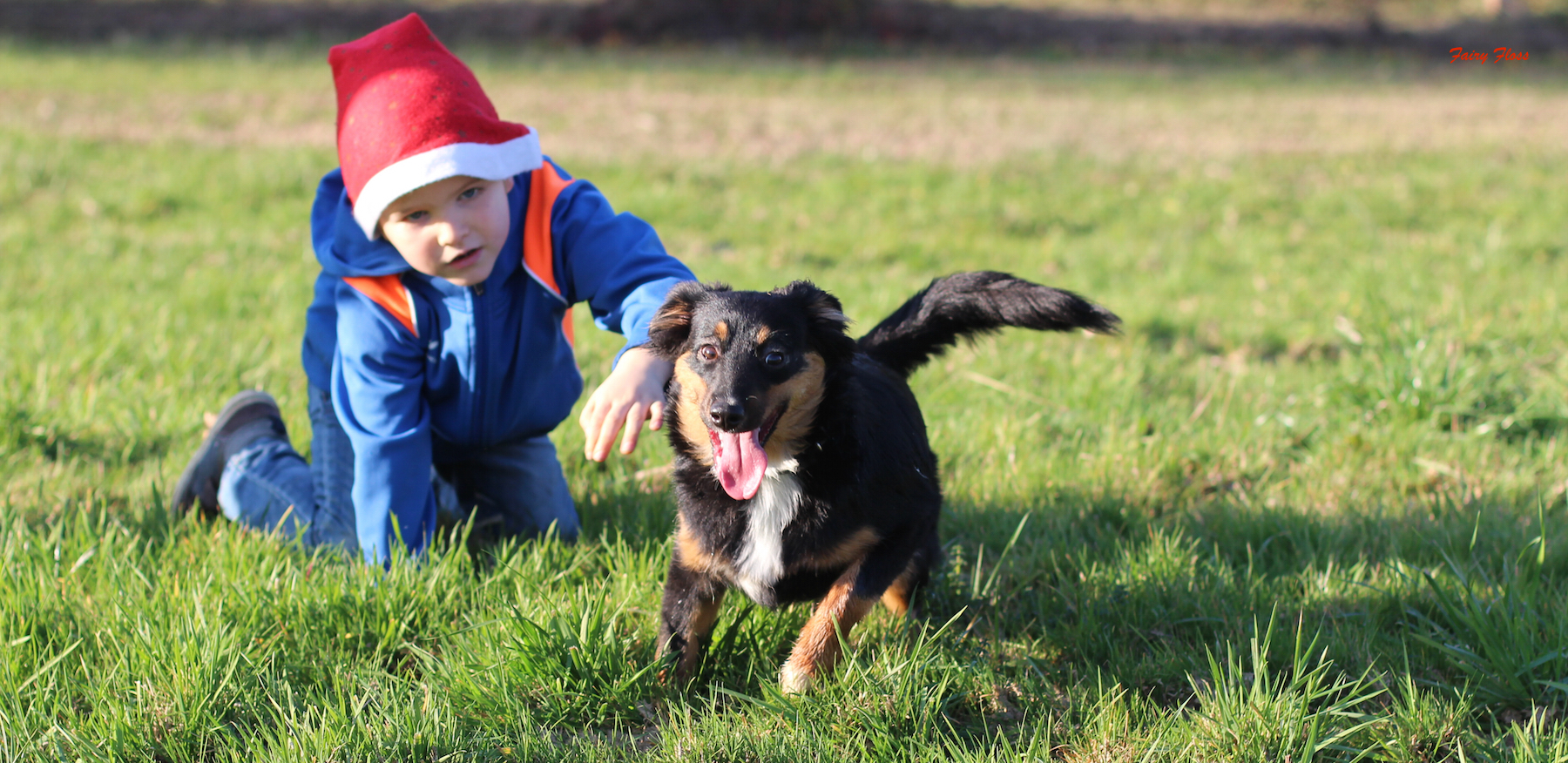 Mini Aussie Welpen