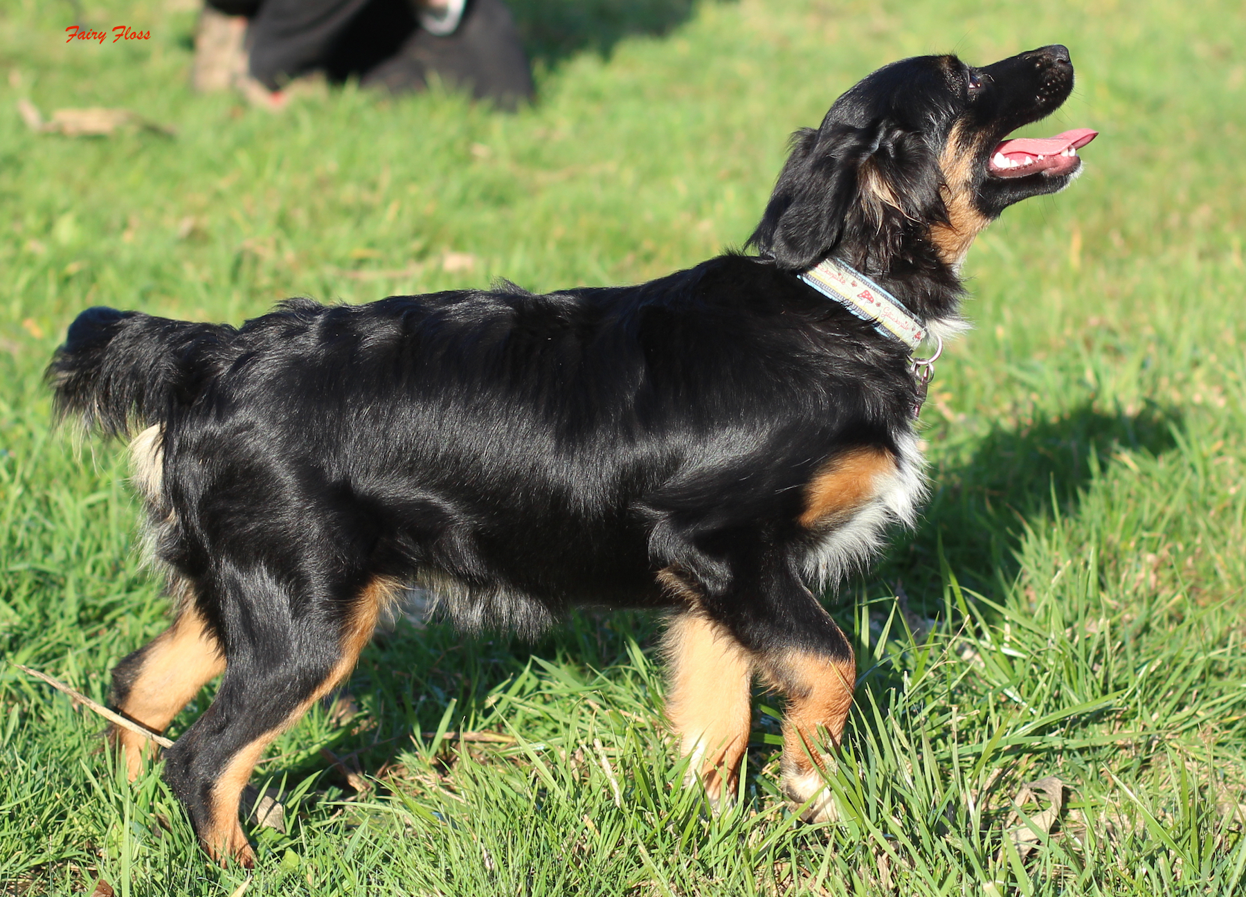 Mini Aussie Welpen