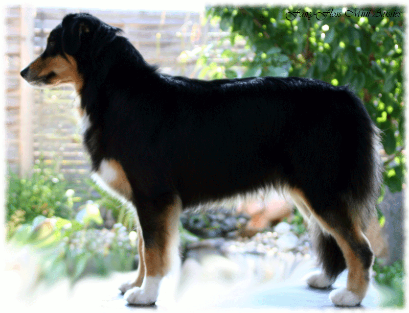 Mini Aussie | Exquisitas Black Beauty