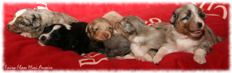 Mini Aussie Welpen schauen...