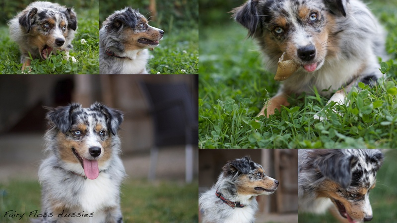 Mini  Aussie Welpen - Mini Aussie Züchter - Gesunde Mini Aussies