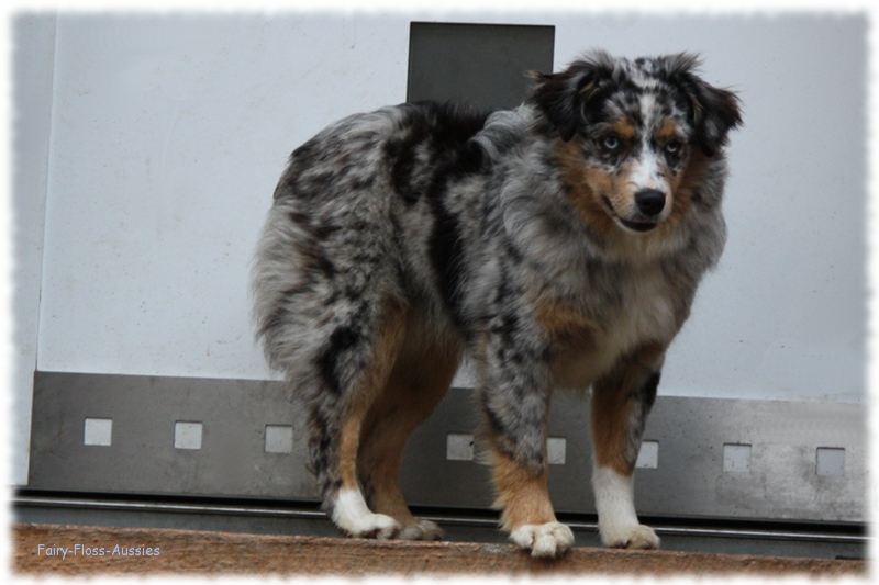 Mini Aussie - Deckrüde - Blue Merle